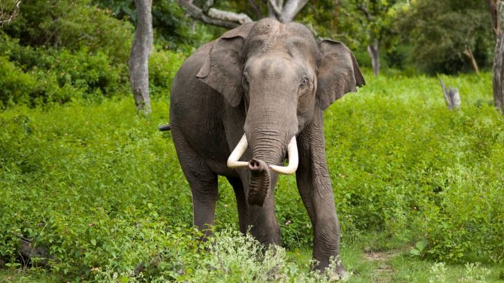 Niuland administration in Nagaland issues advisory over increased wild elephant activity