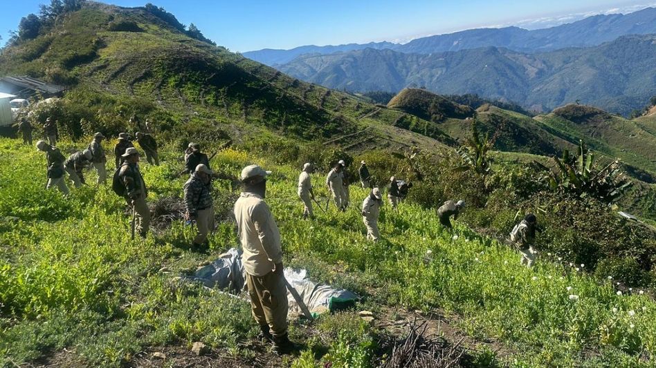 40 acres of poppy fields destroyed in Manipur’s Churachandpur hills 40 acres of poppy fields destroyed in Manipur’s Churachandpur hills
