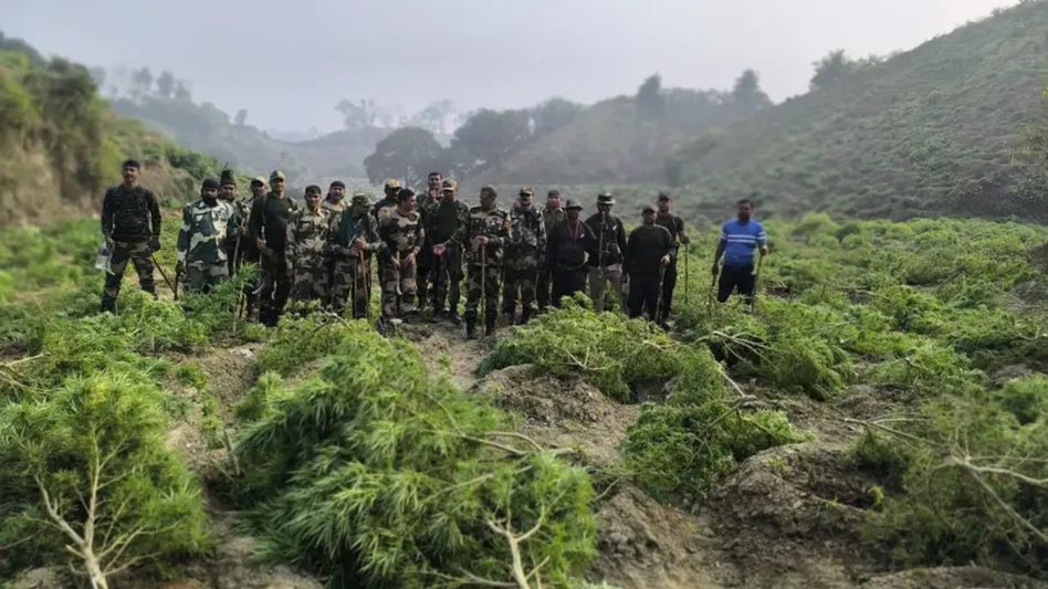 19 lakh ganja plants worth Rs 100 crore destroyed in Tripura 19 lakh ganja plants worth Rs 100 crore destroyed in Tripura