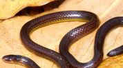 New reed snake species identified in Mizoram New reed snake species identified in Mizoram