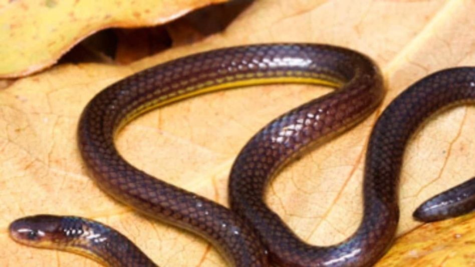 New reed snake species identified in Mizoram New reed snake species identified in Mizoram