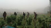 Assam rifles destroy Rs 36 crore ganja crop in Tripura, seize drugs and counterfeit goods across northeast Assam rifles destroy Rs 36 crore ganja crop in Tripura, seize drugs and counterfeit goods across northeast