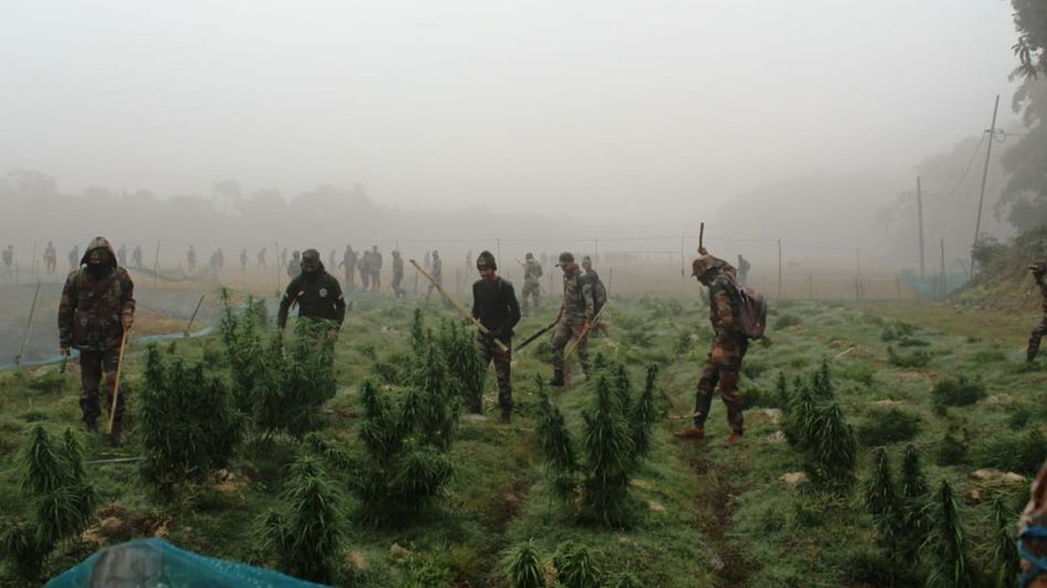 Assam rifles destroy Rs 36 crore ganja crop in Tripura, seize drugs and counterfeit goods across northeast Assam rifles destroy Rs 36 crore ganja crop in Tripura, seize drugs and counterfeit goods across northeast