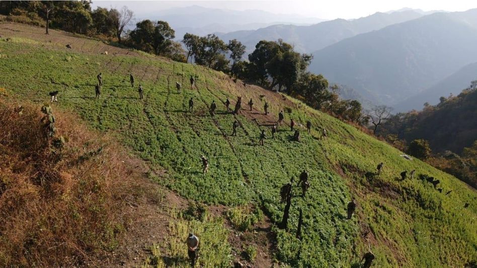 Security forces step up operations across Manipur; poppy fields destroyed, militants arrested Security forces step up operations across Manipur; poppy fields destroyed, militants arrested