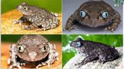 Scientists discover two new frog species in Arunachal Pradesh Scientists discover two new frog species in Arunachal Pradesh