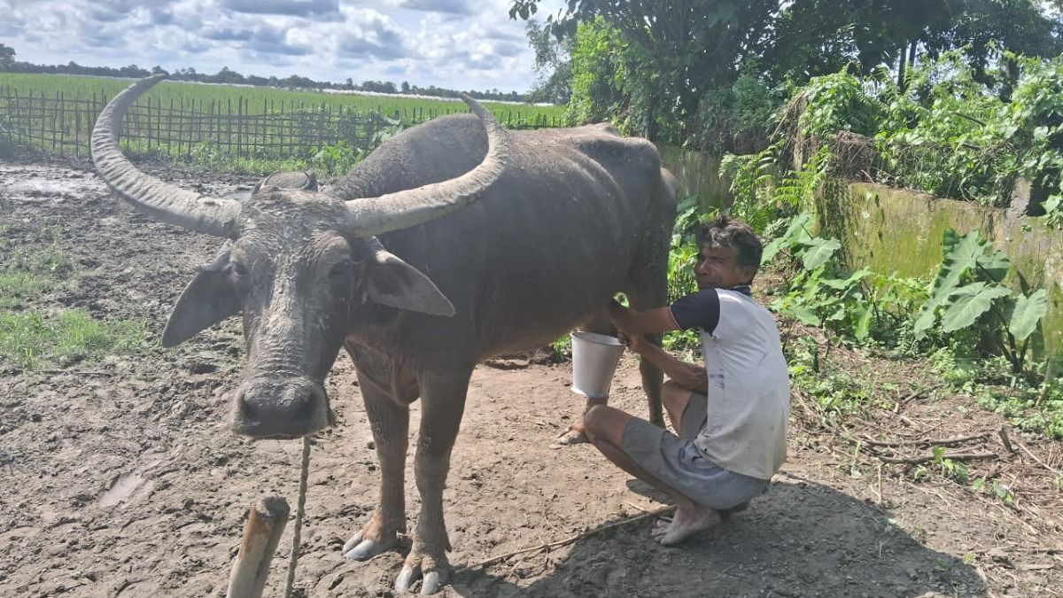 Assam farmer Jitul Buragohain honoured with National Breed Conservation Award
