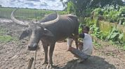 Assam farmer Jitul Buragohain honoured with National Breed Conservation Award Assam farmer Jitul Buragohain honoured with National Breed Conservation Award