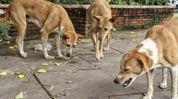 SC warns of heavy compensation, fixes responsibility on authorities and dog feeders for stray dog attacks SC warns of heavy compensation, fixes responsibility on authorities and dog feeders for stray dog attacks