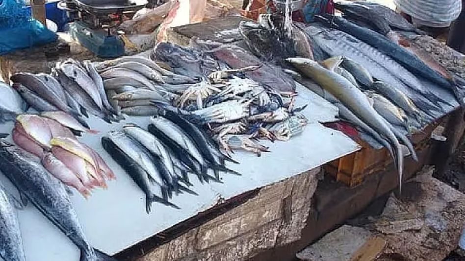 Meghalaya orders testing of fish in markets after reports of metal contamination in Assam Meghalaya orders testing of fish in markets after reports of metal contamination in Assam