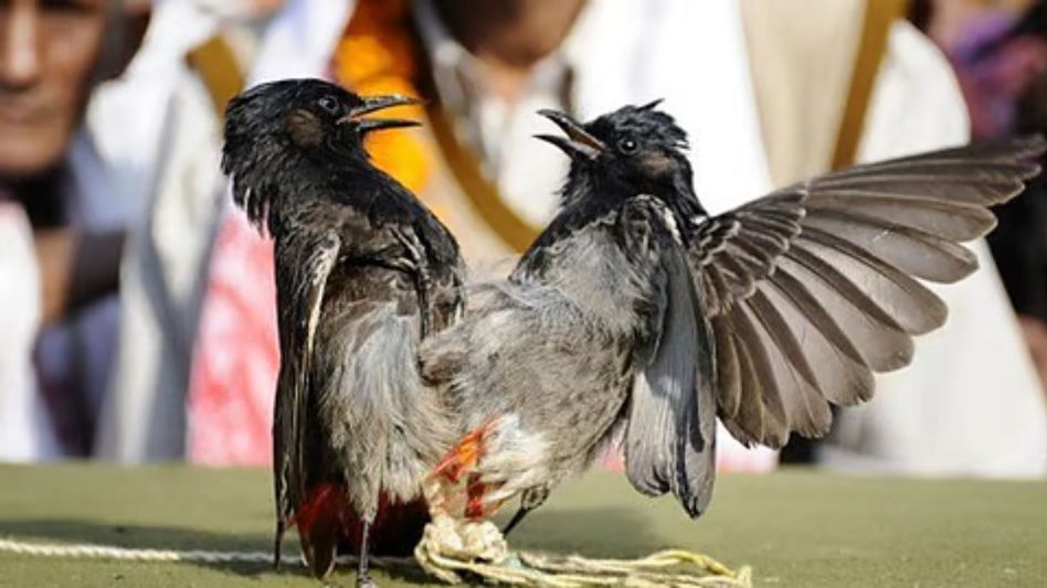 Kamrup district bans 'Bulbuli fights' during Magh Bihu, cites high court order Kamrup district bans 'Bulbuli fights' during Magh Bihu, cites high court order