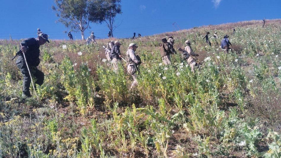 Security forces destroy 95 acres of poppy fields across Senapati and Chandel in Manipur Security forces destroy 95 acres of poppy fields across Senapati and Chandel in Manipur