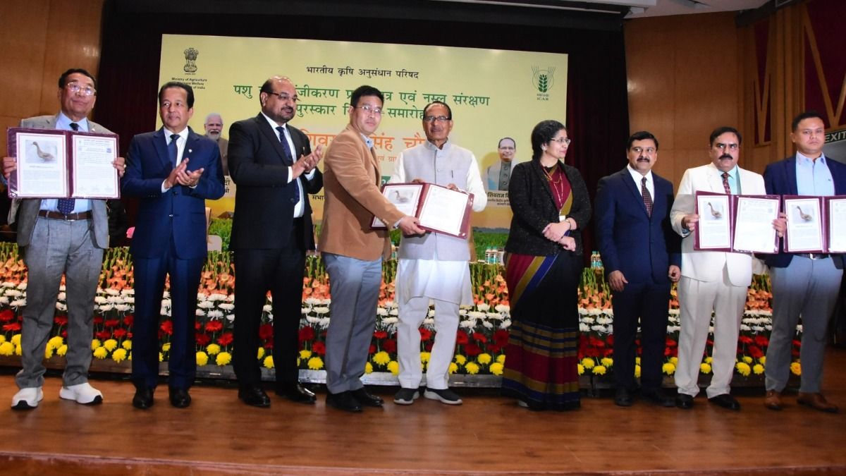 Manipur’s local ‘Manipuri Duck’ gets official recognition as indigenous breed