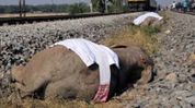 NGT seeks response from CPCB, Assam govt over death of seven elephants in train accident NGT seeks response from CPCB, Assam govt over death of seven elephants in train accident
