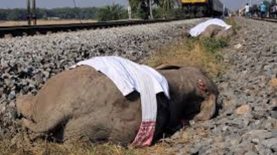 NGT seeks response from CPCB, Assam govt over death of seven elephants in train accident NGT seeks response from CPCB, Assam govt over death of seven elephants in train accident