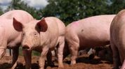 Mizoram suffers Rs 114.64 crore loss due to African Swine Fever in 2025 Mizoram suffers Rs 114.64 crore loss due to African Swine Fever in 2025