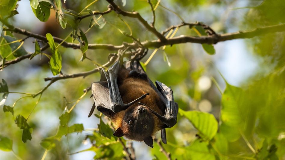 No Nipah virus case reported in Tripura, says health department No Nipah virus case reported in Tripura, says health department