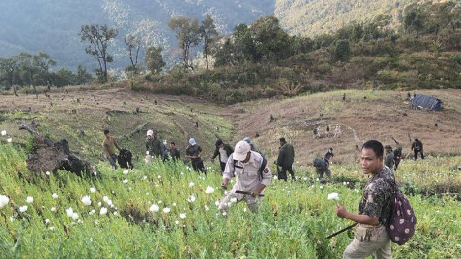 10 acres of illegal poppy cultivation destroyed in Manipur’s Churachandpur 10 acres of illegal poppy cultivation destroyed in Manipur’s Churachandpur