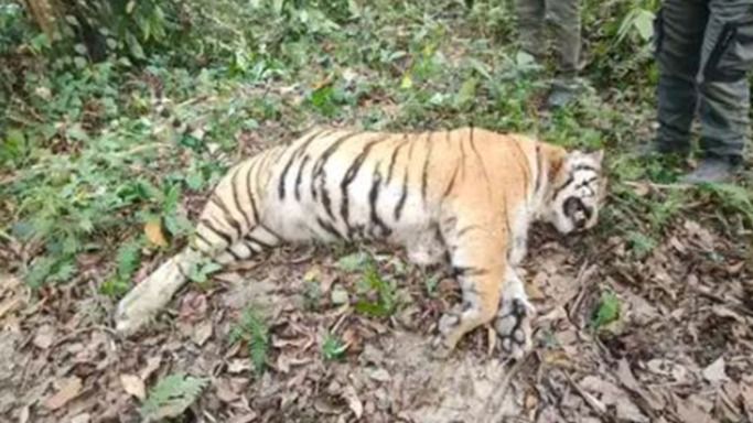 Representative Image (ANI)