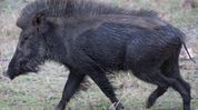 ASF outbreak: Wild boars found dead in Mizoram ASF outbreak: Wild boars found dead in Mizoram