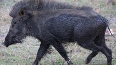 Representative Image Representative Image