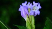 Arunachal Pradesh records new species of flowering plant Arunachal Pradesh records new species of flowering plant