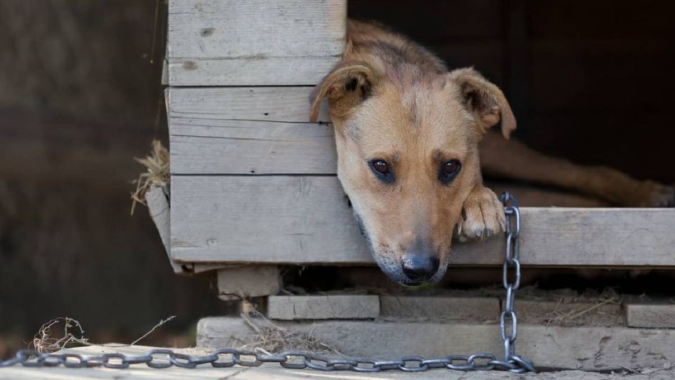 The Death of Ahimsa: From massacres to the criminalization of kindness The Death of Ahimsa: From massacres to the criminalization of kindness