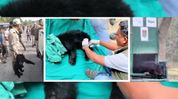 Asian black bear rescued, safely released into Raimona National Park Asian black bear rescued, safely released into Raimona National Park