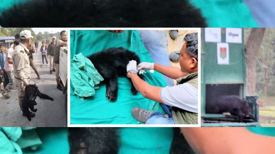 Asian black bear rescued, safely released into Raimona National Park Asian black bear rescued, safely released into Raimona National Park