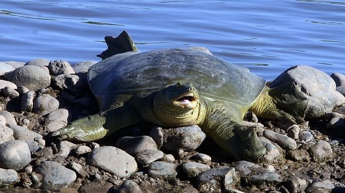 Representative Image (Wikipedia)