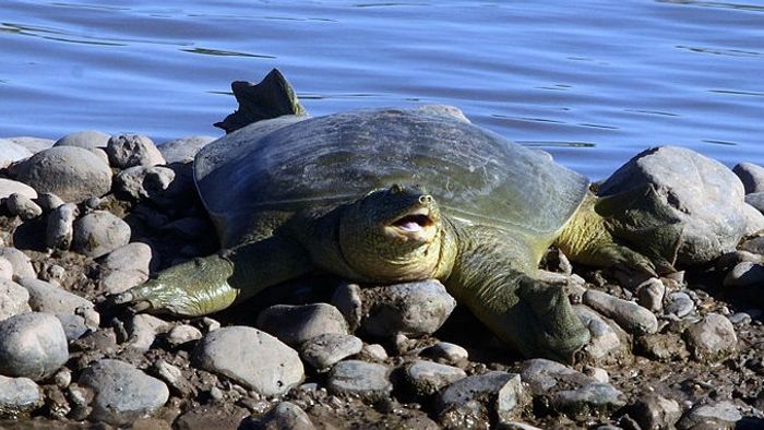 Representative Image (Wikipedia)