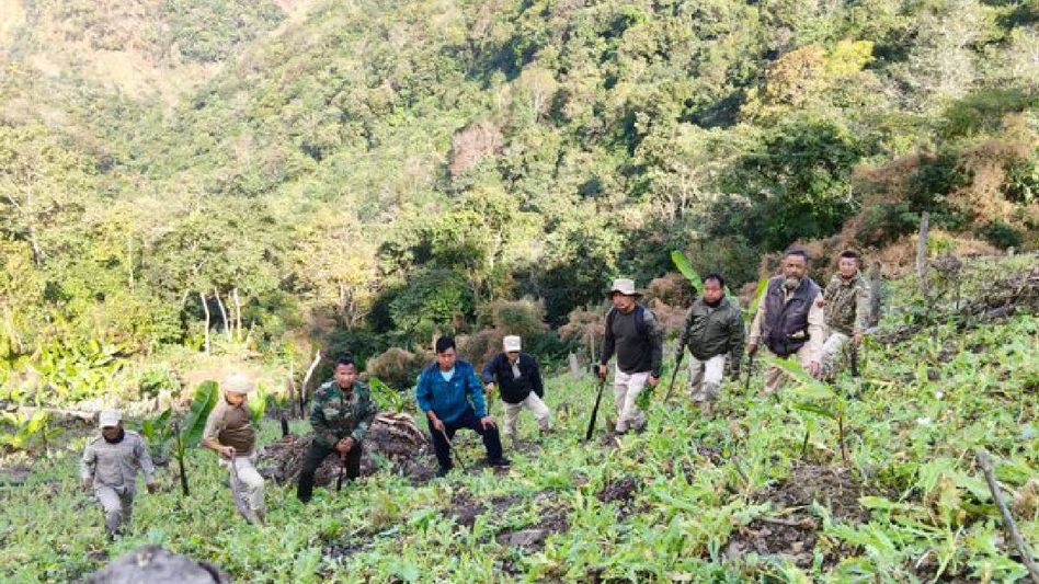 Manipur: 5 acres of illegal poppy cultivation destroyed in Tengnoupal Manipur: 5 acres of illegal poppy cultivation destroyed in Tengnoupal