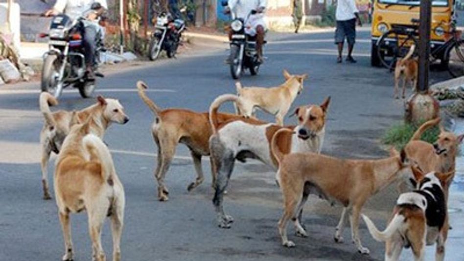 Agartala municipal to act on SC order: Over 1,200 stray dogs likely to be shifted to shelter homes Agartala municipal to act on SC order: Over 1,200 stray dogs likely to be shifted to shelter homes