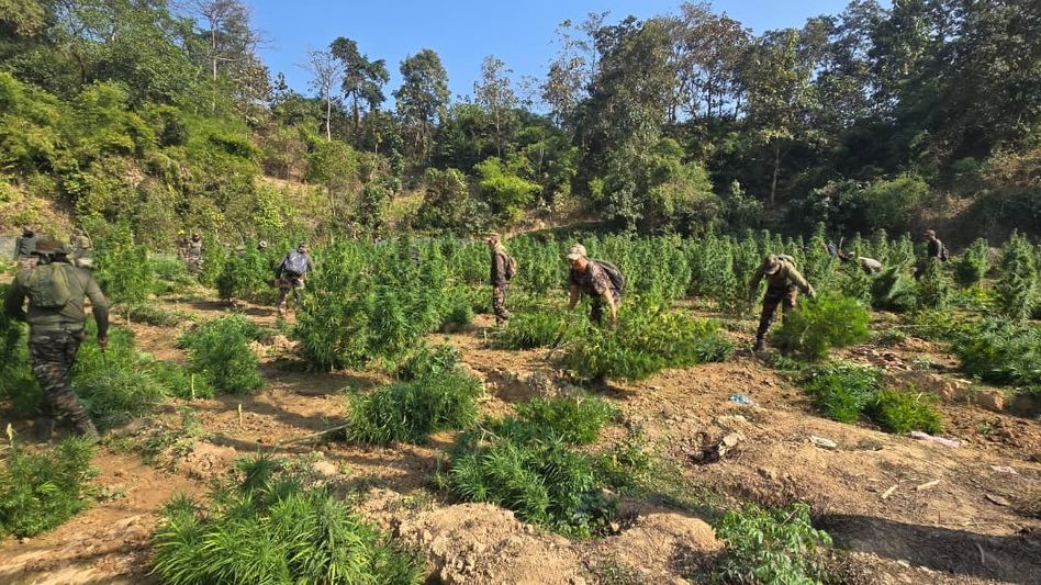 Assam Rifles uproot Rs 41.5 crore cannabis plantations in twin strikes in Tripura Assam Rifles uproot Rs 41.5 crore cannabis plantations in twin strikes in Tripura