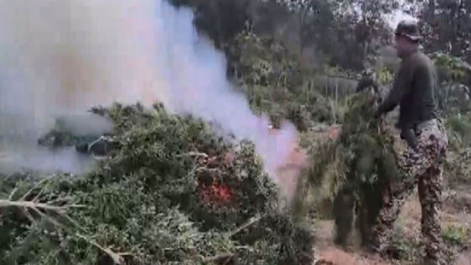 Over 5 lakh cannabis plants worth Rs 75 crore destroyed in Tripura anti-narcotics drive Over 5 lakh cannabis plants worth Rs 75 crore destroyed in Tripura anti-narcotics drive