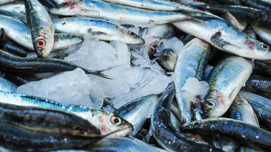 Meghalaya's East Khasi Hills bans illegal import and sale of fish from Bangladesh Meghalaya's East Khasi Hills bans illegal import and sale of fish from Bangladesh