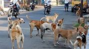 Street dogs go missing in Agartala, NGOs warn of illegal pickups in name of sterilisation Street dogs go missing in Agartala, NGOs warn of illegal pickups in name of sterilisation