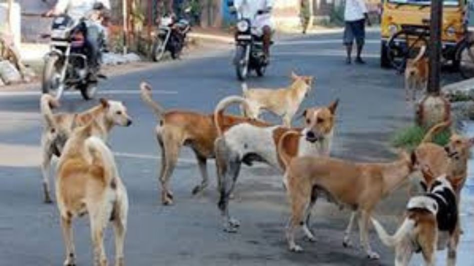 Street dogs go missing in Agartala, NGOs warn of illegal pickups in name of sterilisation Street dogs go missing in Agartala, NGOs warn of illegal pickups in name of sterilisation