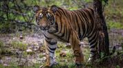Tiger sightings trigger advisory, public asked to avoid Arunachal's Mayudia road on foot and two-wheelers Tiger sightings trigger advisory, public asked to avoid Arunachal's Mayudia road on foot and two-wheelers