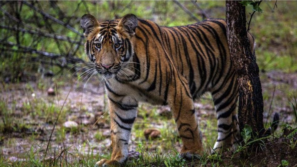 Tiger sightings trigger advisory, public asked to avoid Arunachal's Mayudia road on foot and two-wheelers Tiger sightings trigger advisory, public asked to avoid Arunachal's Mayudia road on foot and two-wheelers