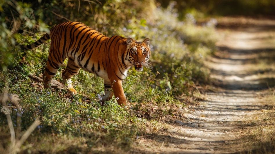 Tiger attack fallout: FIR filed against Roing DFO for negligence in Dibang Valley death Tiger attack fallout: FIR filed against Roing DFO for negligence in Dibang Valley death