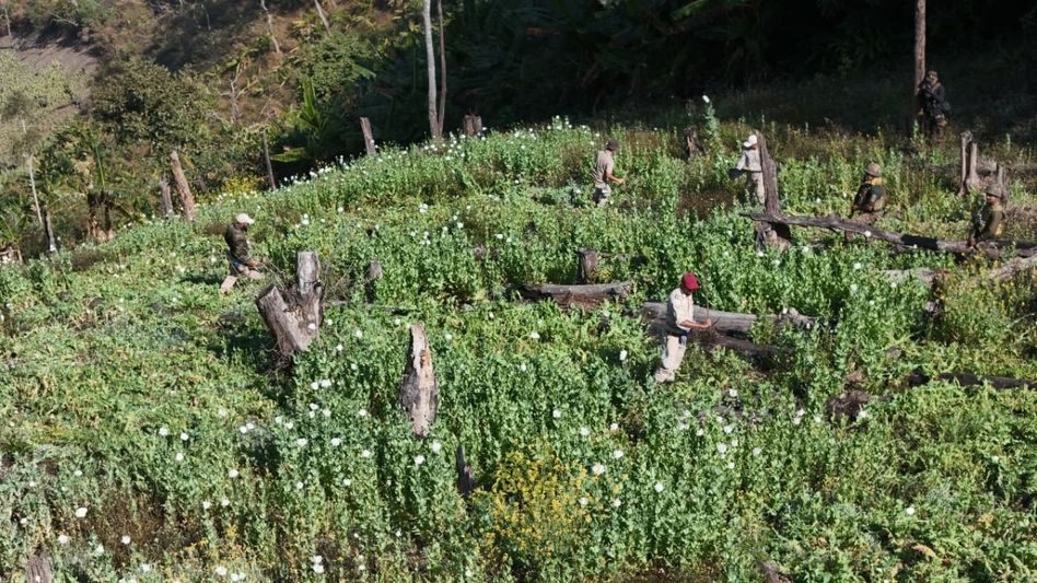 Manipur police destroy over 200 acres of illegal poppy fields, seize opium, arrest drug courier Manipur police destroy over 200 acres of illegal poppy fields, seize opium, arrest drug courier