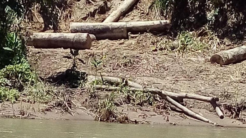 Assam: Lekhapani reserved forest under scrutiny over alleged illegal felling of hollong trees Assam: Lekhapani reserved forest under scrutiny over alleged illegal felling of hollong trees