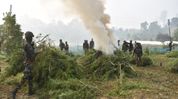 Tripura steps up anti-drug drive, illegal cannabis worth over Rs 125 crore destroyed Tripura steps up anti-drug drive, illegal cannabis worth over Rs 125 crore destroyed