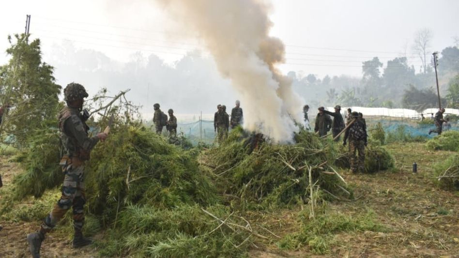Tripura steps up anti-drug drive, illegal cannabis worth over Rs 125 crore destroyed Tripura steps up anti-drug drive, illegal cannabis worth over Rs 125 crore destroyed