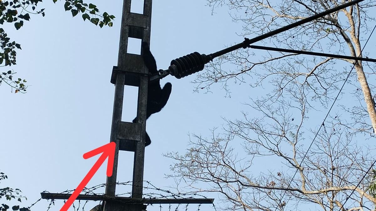 Adult gibbon electrocuted by high-tension wire inside Hollongapar Sanctuary in Assam