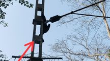 Adult gibbon electrocuted by high-tension wire inside Hollongapar Sanctuary in Assam Adult gibbon electrocuted by high-tension wire inside Hollongapar Sanctuary in Assam