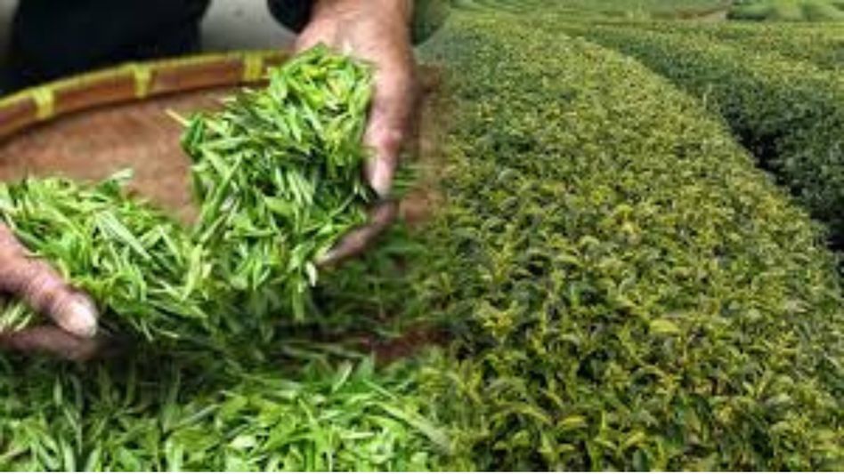 Assam tea exports rise by 40 million kg after 25 years; production up by 50 million kg, says Himanta Assam tea exports rise by 40 million kg after 25 years; production up by 50 million kg, says Himanta