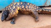 Nagaland: United Sangtam Likhum Pumji imposes complete ban on pangolin hunting in state Nagaland: United Sangtam Likhum Pumji imposes complete ban on pangolin hunting in state