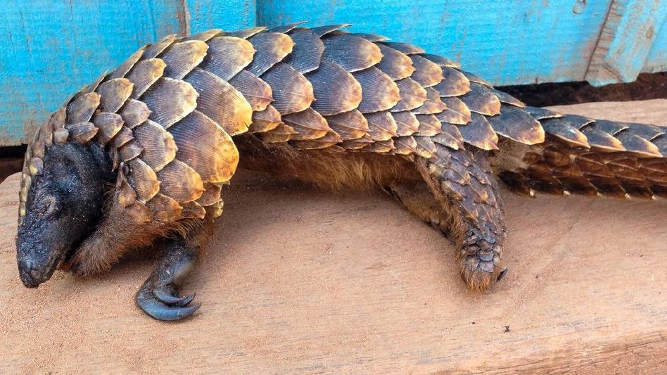 Nagaland: United Sangtam Likhum Pumji imposes complete ban on pangolin hunting in state Nagaland: United Sangtam Likhum Pumji imposes complete ban on pangolin hunting in state