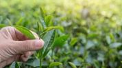 Capacity building of small growers, BLFs key to boosting tea sector productivity: Experts Capacity building of small growers, BLFs key to boosting tea sector productivity: Experts